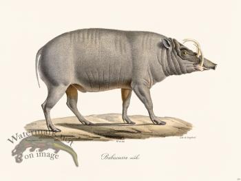 Cuvier 239 Male Babiroussa